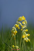 Schluesselblume (2)